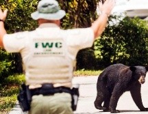El oso fue reubicado a un área de vida silvestre administrada por el estado. AP/A. West-The News-Press