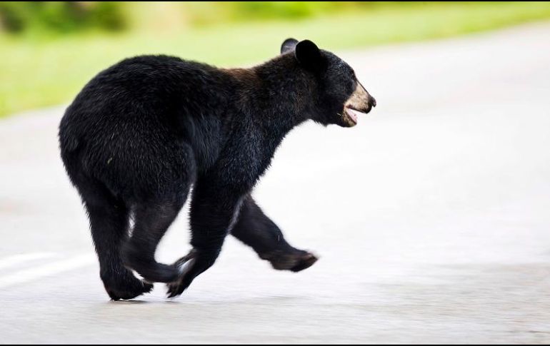 El oso fue reubicado a un área de vida silvestre administrada por el estado. AP/A. West-The News-Press