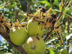 Langostas del desierto se ven hoy en una granja en las afueras de Quetta, Pakistán. EFE/J. Taraqai