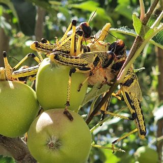 La peor plaga de langostas en décadas azota a la India y Pakistán