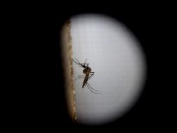 El virus es transmitido por la picadura de mosquitos hembras de las especies Ae. aegypti y Ae. albopictus. EFE/ARCHIVO