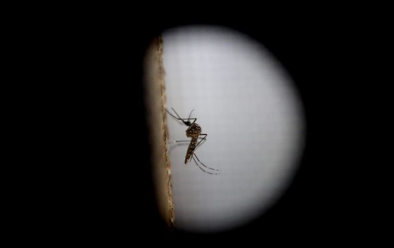 El virus es transmitido por la picadura de mosquitos hembras de las especies Ae. aegypti y Ae. albopictus. EFE/ARCHIVO