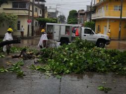 En algunas zonas de la entidad se reportó caída de árboles debido a los fuertes vientos. TWITTER/@pcivilchiapas