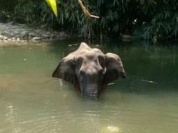 La elefanta Hathini estaba embarazada cuando sufrió graves heridas que llevaron a su muerte. MOHAN KRISHNAN