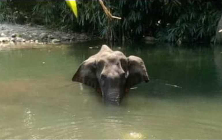 La elefanta Hathini estaba embarazada cuando sufrió graves heridas que llevaron a su muerte. MOHAN KRISHNAN