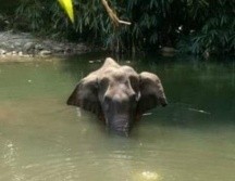 La elefanta Hathini estaba embarazada cuando sufrió graves heridas que llevaron a su muerte. MOHAN KRISHNAN