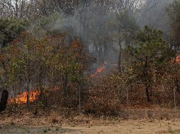 La vegetación afectada es en su mayoría pastos y matorrales. Aun así, para evitar un mayor riesgo, reiteraron para no hacer uso del fuego en las zonas forestales. EL INFORMADOR / ARCHIVO