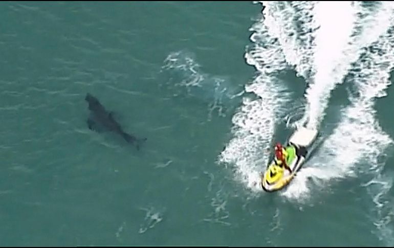 Un tiburón se ve hoy cerca de un jet ski en Kingscliff, en Nueva Gales del Sur.  Australia cuenta con unos dos mil 210 ejemplares adultos de tiburón blanco, considerados como los más peligrosos.AP/ ABC/CH7/CH9