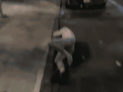 Zayer, de 20 años, es hospitalizada por una convulsión y una conmoción cerebral tras la agresión del uniformado. YOUTUBE/ LiveLeak.com.