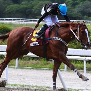 Roban y se comen a famoso caballo de carreras en Venezuela