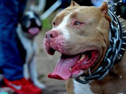 El ataque del perro fue repentino, aseguró la nuera de la víctima. EL INFORMADOR/ARCHIVO