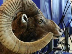 Donald Trump Jr. viajó a Mongolia a cazar carneros argali, una especie exótica del país asiático. (Foto ilustrativa). GETTY IMAGES