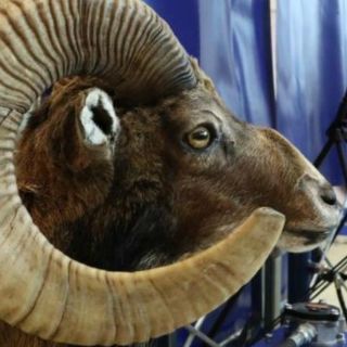 Donald Trump Jr.: el controvertido viaje a Mongolia del hijo de Trump para cazar que costó US$75.000 a los estadounidenses