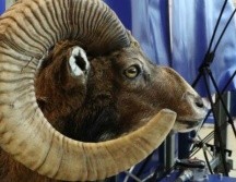 Donald Trump Jr. viajó a Mongolia a cazar carneros argali, una especie exótica del país asiático. (Foto ilustrativa). GETTY IMAGES