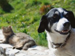 MASCOTAS. La paciencia y el amor, los mejores ayudantes en la adaptación a la nueva normalidad. ESPECIAL