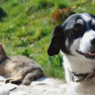 Prepara a tus mascotas para la nueva normalidad