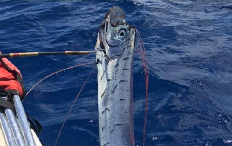 La leyenda japonesa detalla que el pez remo es visto antes de que ocurran tsunamis o sismos. FACEBOOK / Macheto Snap Cozumel Surf