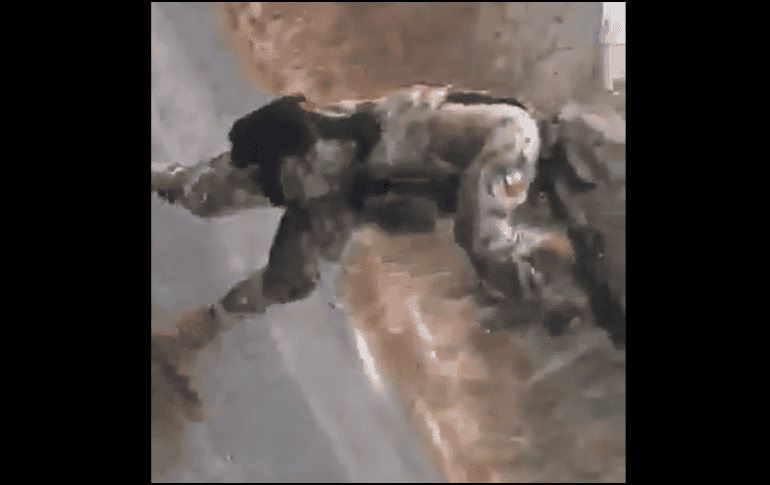 En las grabaciones se escucha la mezcla de los estruendos de las armas de alto poder con algunos gritos de los oficiales. TWITTER