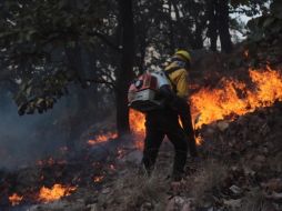 La vegetación afectada únicamente fue hojarasca y arbusto. ESPECIAL / Bomberos de Zapopan