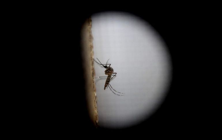 La primera recomendación contra el dengue es no dejar objetos que puedan contener el agua pluvial. EFE/Archivo