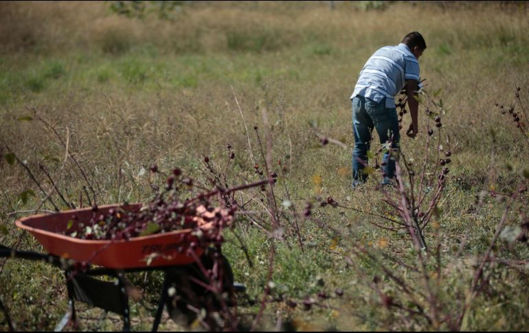 Se abre la investigación luego de que medios de comunicación dieran a conocer los decesos, registrados el 31 de mayo y 5 de junio en el país del norte. EL INFORMADOR/ARCHIVO