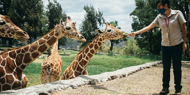 El Zool&oacute;gico Guadalajara sobrevive a pandemia gracias a sus ahorros