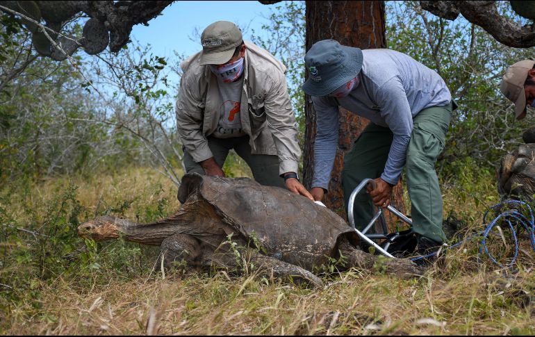 Junto a Diego han sido liberados otros 14 ejemplares que sirvieron para la reproducción, doce de ellas hembras. EFE / Parque Nacional Galápagos