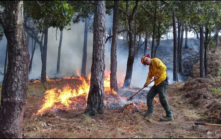 En la Entidad se registraron 536 incendios este año y una afectación de 28 mil 065 hectáreas. TWITTER/ @SemadetJal