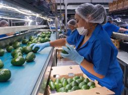 El 25% de los alimentos que se consumen a nivel nacional, provienen del Estado de Jalisco, indica la Sader. NTX / ARCHIVO