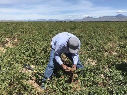 Las presiones de estacionalidad desplazarían a México como principal proveedor de hortalizas a Estados Unidos. EFE/ARCHIVO