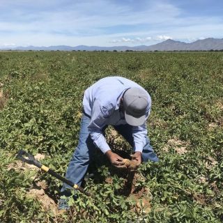México "responderá" a amagos de EU contra exportaciones agrícolas