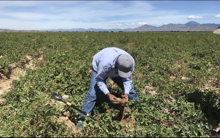 Las presiones de estacionalidad desplazarían a México como principal proveedor de hortalizas a Estados Unidos. EFE/ARCHIVO
