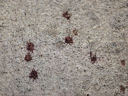 El percance comenzó poco antes de la medianoche en el moderno vecindario Uptown de Minneapolis. AFP / S. Maturen