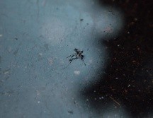 El año pasado a esta fecha en Jalisco se registraban 272 contagios confirmados y dos mil 789 probables. EL INFORMADOR / ARCHIVO
