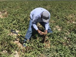 Más de 16 mil trabajadores mexicanos han migrado este año de forma temporal a Canadá como parte del programa. EFE/ARCHIVO