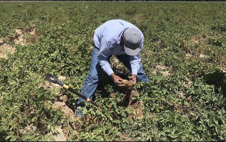 Más de 16 mil trabajadores mexicanos han migrado este año de forma temporal a Canadá como parte del programa. EFE/ARCHIVO