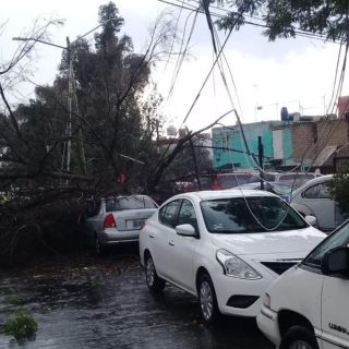Caen 12 árboles durante la lluvia de esta tarde en Guadalajara y Zapopan