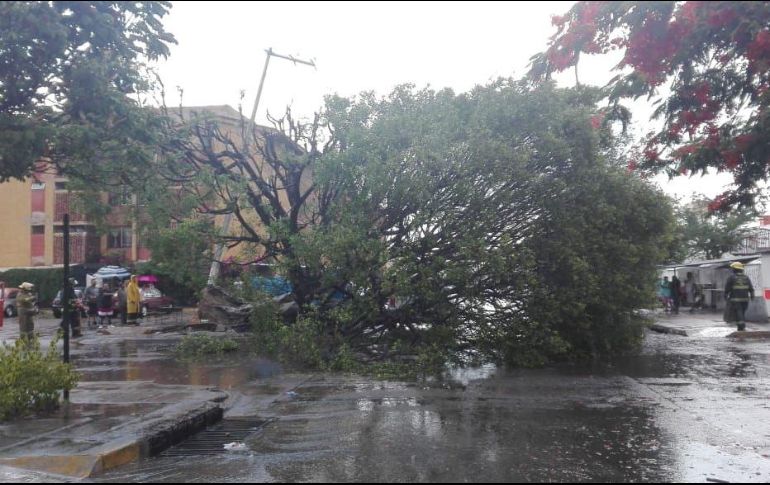 Las fuertes tormentas de los últimos días ya han ocasionado la caída de varios árboles, una constante en estas fechas. ESPECIAL/Bomberos de Guadalajara