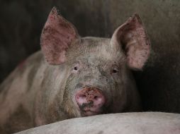 En el estudio se tomaron 30 mil muestras con hisopos nasales de cerdos en mataderos en 10 provincias chinas y en un hospital veterinario, lo que permitió aislar 179 virus de gripe porcina. EL INFORMADOR / ARCHIVO