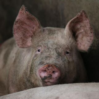 Descubren en China un virus propicio para una nueva pandemia