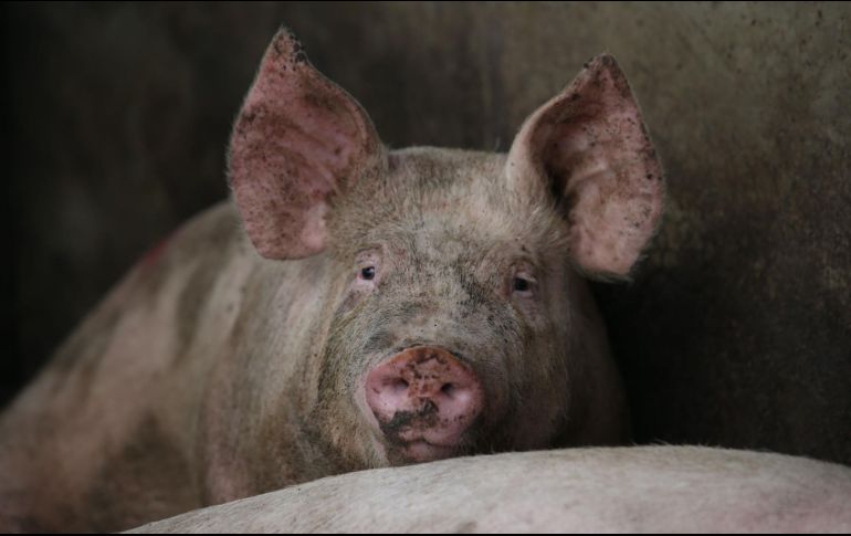 En el estudio se tomaron 30 mil muestras con hisopos nasales de cerdos en mataderos en 10 provincias chinas y en un hospital veterinario, lo que permitió aislar 179 virus de gripe porcina. EL INFORMADOR / ARCHIVO