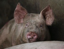 En el estudio se tomaron 30 mil muestras con hisopos nasales de cerdos en mataderos en 10 provincias chinas y en un hospital veterinario, lo que permitió aislar 179 virus de gripe porcina. EL INFORMADOR / ARCHIVO