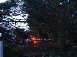 Nueve de los árboles caídos estaban en la colonia Paseos del Sol. ESPECIAL/PC y Bomberos de Zapopan