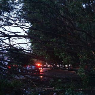Caen 28 árboles en Zapopan tras lluvia de este miércoles