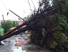 Al menos siete árboles caídos o por caer fueron reportados. ESPECIAL