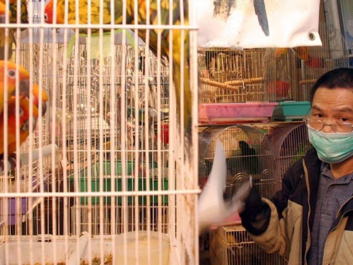  China, en vías de eliminar el sacrificio de aves vivas en los mercados