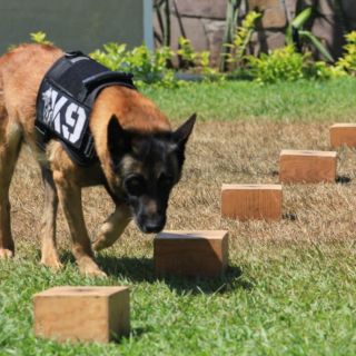 Certifican a escuadrón canino tapatío