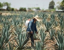 Entre los temas que tendrá que atender el próximo dirigente destaca enfrentar la crisis de desabasto de agave. EL INFORMADOR / ARCHIVO
