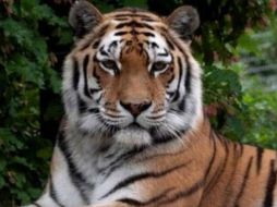 Un tigre siberiano en una foto de archivo. / GETTY IMAGES