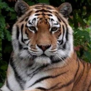 Un tigre mata a una cuidadora en un zoológico frente a un grupo de visitantes
